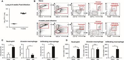 3D Imaging of the Transparent Mycobacterium tuberculosis-Infected Lung Verifies the Localization of Innate Immune Cells With Granuloma